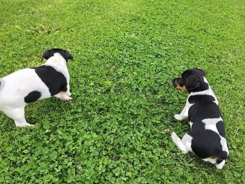 Jack Russel Terier